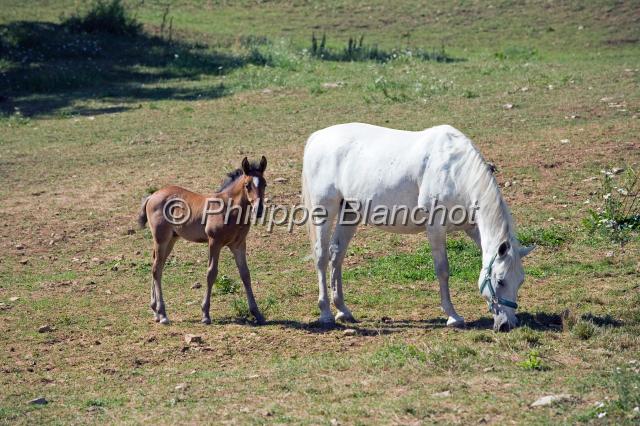 slovenie 27.JPG - Chevaux Lipizzan, Lipica, Slovénie